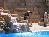 Sea Lion Show